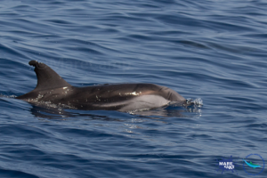 un-delfino-nel-golfo-di-Catania