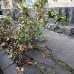 Marciapiede-Catania
