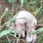 cucciolo-ucciso
