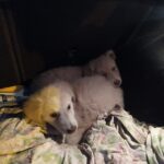 cuccioli-salvati