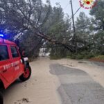 albero-sradicato-dal-vento