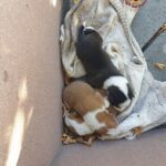 cuccioli-messi-in-salvo