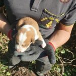 Uno-dei-cuccioli-messi-in-salvo